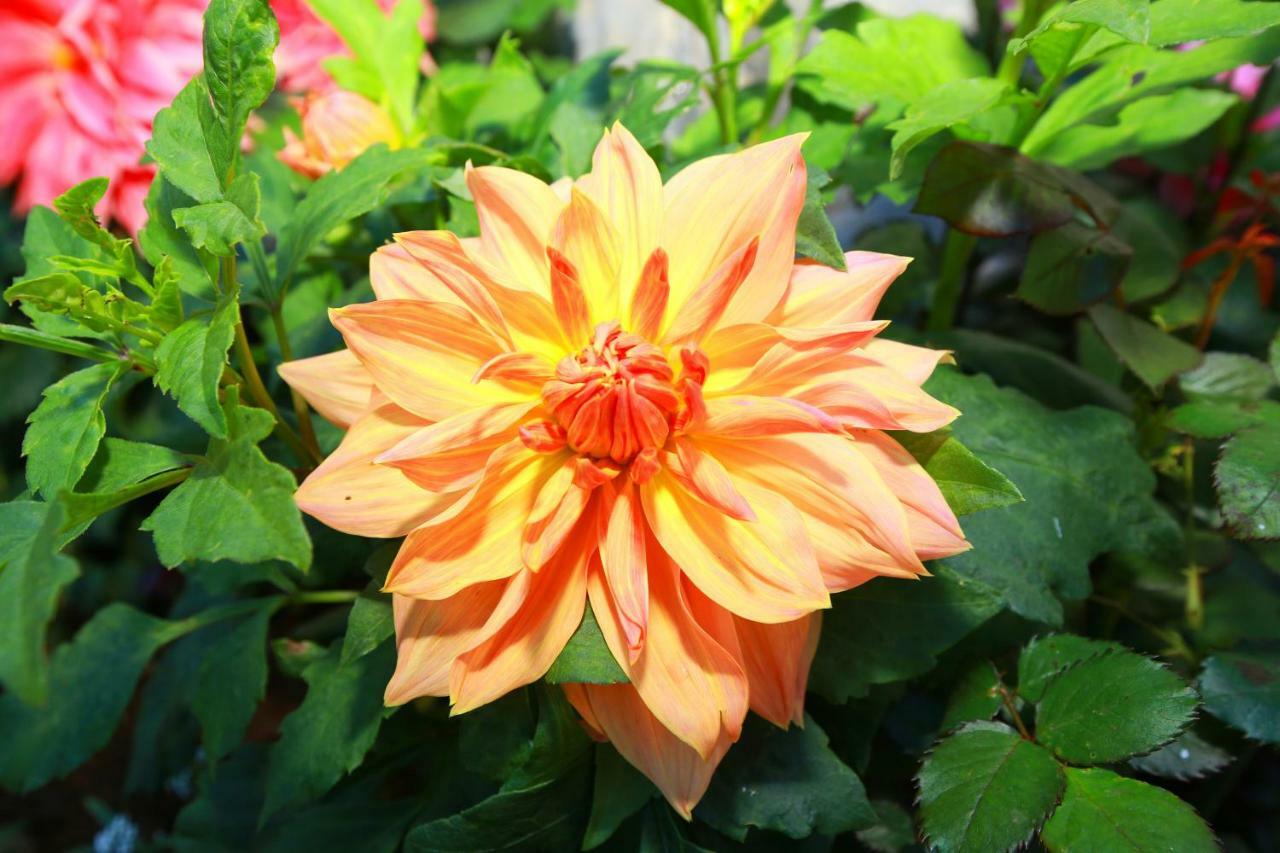Dahlia Mount View Hotel Nuwara Eliya Exteriör bild